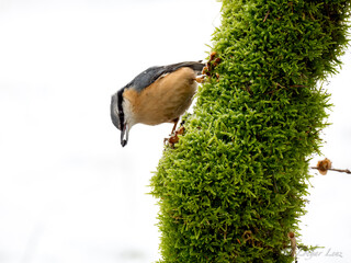 Kleiber (Sitta europaea)
