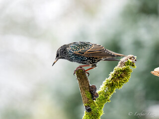 Star (Sturnus vulgaris)   