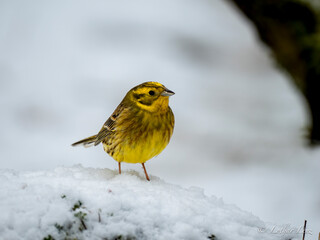 Goldammer (Emberiza citrinella)