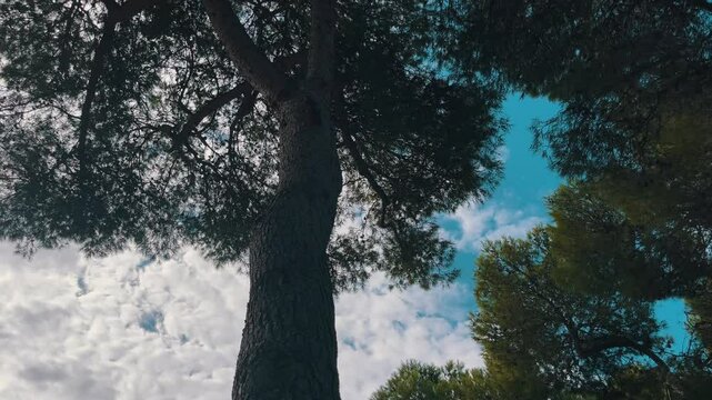 A family of squirrels running around a tree.