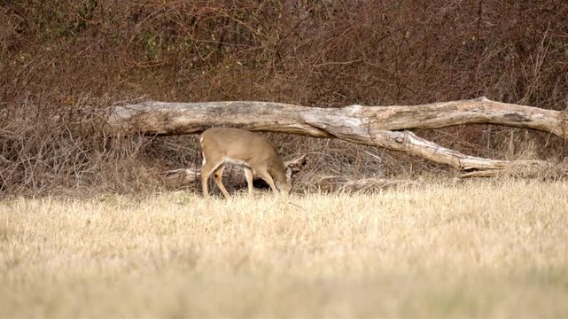 Female deer eating dry grass on a winter meadow, on a sunny day