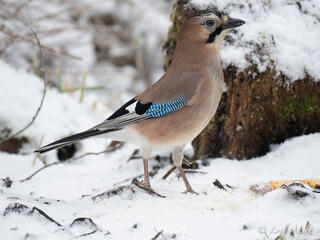 Eichelhäher (Garrulus glandarius)