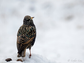 Star (Sturnus vulgaris)   