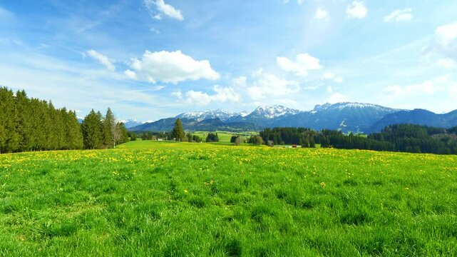 The Rolling Green Meadows of Bavaria Come Alive in Spring, Where Fresh Grass, Bright Flowers, and Clear Skies Form a Perfect Natural Landscape of Serenity
