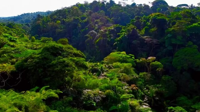 An aerial view of a vibrant rainforest canopy, where diverse shades of green form an unbroken tapestry under the sunlight