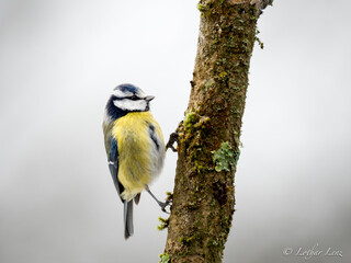 Fototapeta premium Blaumeise&nbsp;(Cyanistes caeruleu)