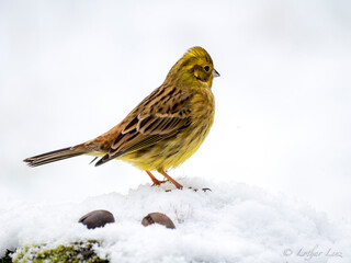 Goldammer (Emberiza citrinella)