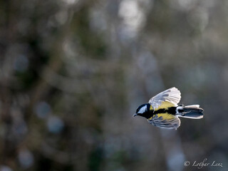 Kohlmeise (Parus major)