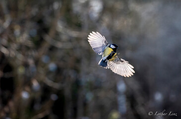 Kohlmeise (Parus major)