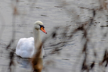 A swan is swimming in a lake