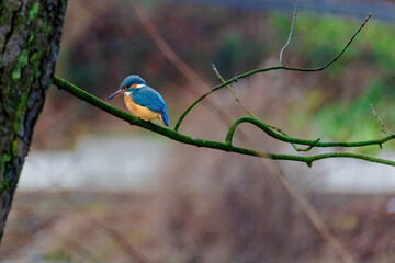 Common Kingfisher perched on a branch of a tree