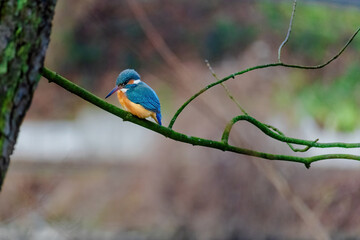Common Kingfisher perched on a branch of a tree
