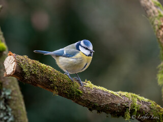 Blaumeise (Cyanistes caeruleu)