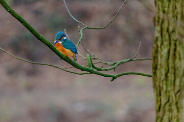 Common Kingfisher perched on a branch of a tree