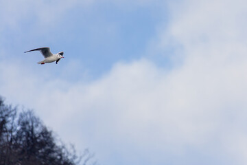 A seagull flies high in the sky above a blue and white cloudless sky
