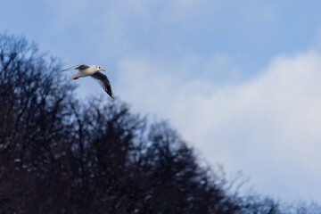 A seagull flies high in the sky above a blue and white cloudless sky