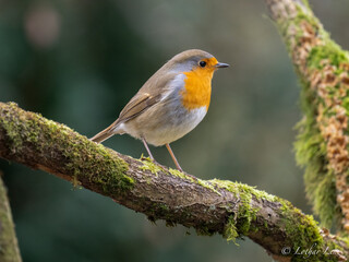 Rotkehlchen (Erithacus rubecula)
