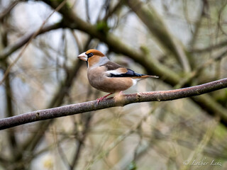 Kernbeißer (Coccothraustes coccothraustes)
