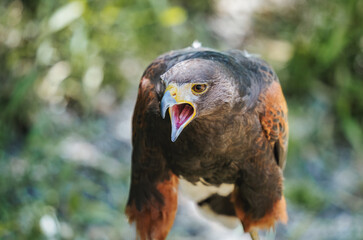 Close up detail with a Harris s hawk (Parabuteo unicinctus). Portrait of a bird of prey.