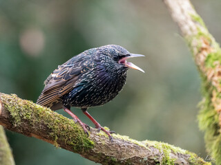 Star (Sturnus vulgaris)