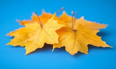 Obraz premium Golden Autumn Maple Leaves: A Vibrant Still Life