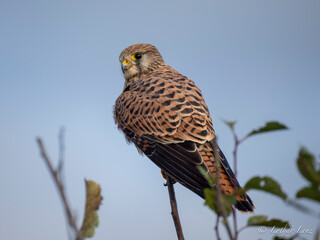 Turmfalke (Falco tinnunculus)