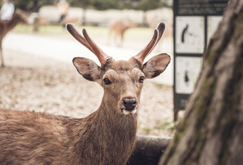 Close up portrait of a sika deer in Nara park, Japan.