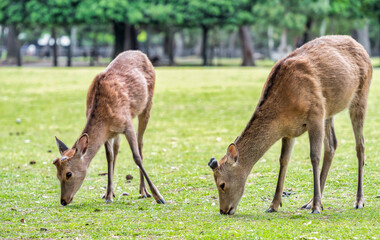 Sika deer grazing on the green meadow in Nara park, Japan.