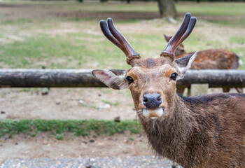 Close up portrait of a sika deer in Nara park, Japan.