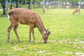 Sika deers grazing on the green meadow in Nara park, Japan.