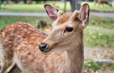 Close up portrait of a sika deer in Nara park, Japan.