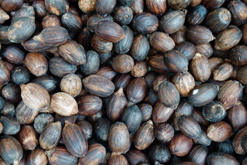 A detailed close-up image of a large assortment of dried Melinjo seeds, highlighting their unique textures and natural variations, perfect for concepts of nature, agriculture, and botanical studies.