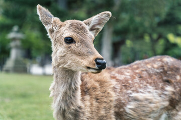 Close up portrait of a sika deer in Nara park, Japan.