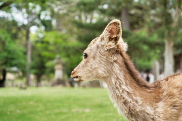 Close up portrait of a sika deer in Nara park, Japan.