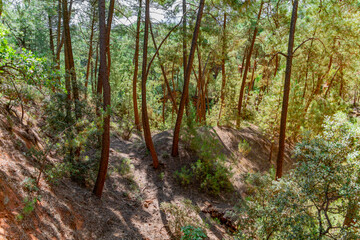 Fototapeta premium Ochre path near Roussillon