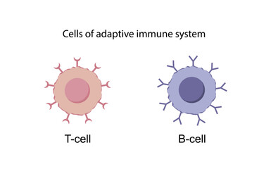 Cells of adaptive immune system. T cell and B cell. T- lymphocyte and B-lymphocyte. Vector illustration.