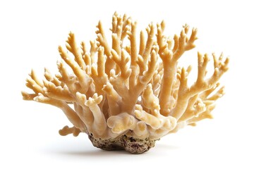 Vibrant Coral Reef Isolated on Pure White Background, High-Resolution Image Perfect for Design      
