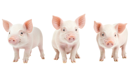 Piglet sitting, portrait and standing, isolated on a white background
