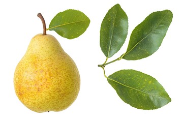 Juicy Pear with Lush Green Leaves: Fresh, Isolated, Perfect for Design Projects and Culinary        