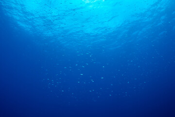 ミズンの群れ　小笠原