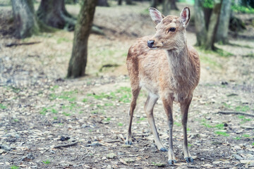 Close up portrait of a sika deer in Nara park, Japan.