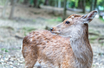 Close up portrait of a sika deer in Nara park, Japan.