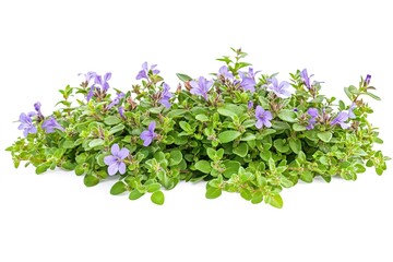 Obraz premium Vibrant Rosemary Sprigs: Aromatic Herbs, Purple Flowers, Freshness food diet plant green spice image