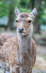 Close up portrait of a sika deer in Nara park, Japan.