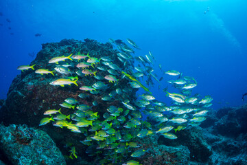 ヨスジフエダイの群れ　小笠原