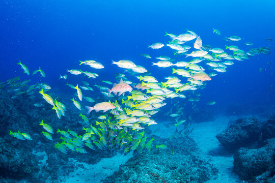 ヨスジフエダイの群れ　小笠原