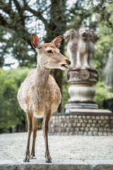 Close up portrait of a sika deer in Nara park, Japan.