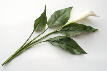 Obraz premium Elegant Single Calla Lily with Lush Green Leaves on White Background, Perfect for Floral Designs and