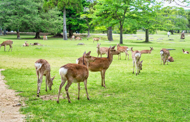 Sika deer grazing on the green meadow in Nara park, Japan.