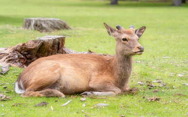 Close up portrait of a sika deer in Nara park, Japan.